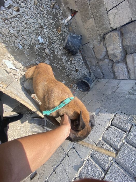 БЕЛГИЙСКИЙ МАЛИНУЙ AFCHALKA ZOTI TOZA bemalol ozilar korib olasilar sh