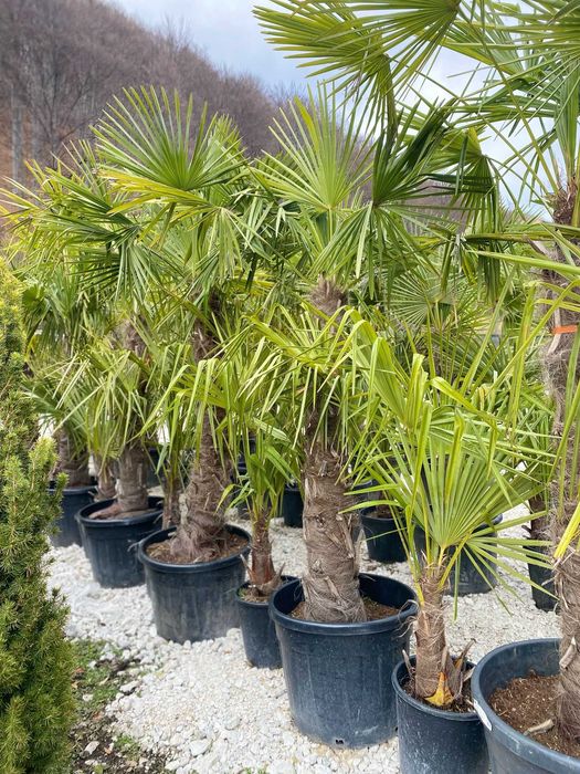 Plante Decorative pentru Curți și Grădini