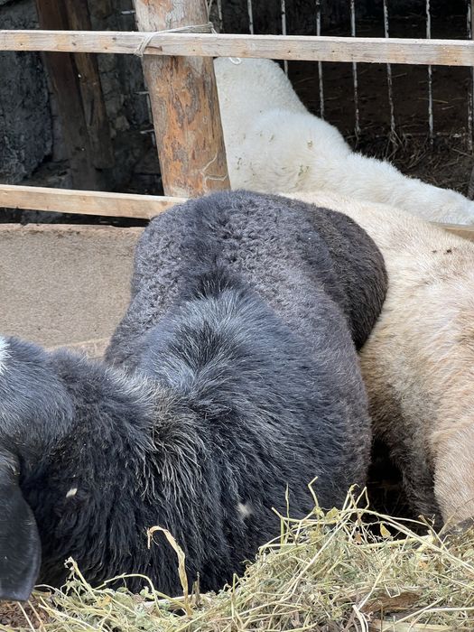 Кучкорлар сотилади