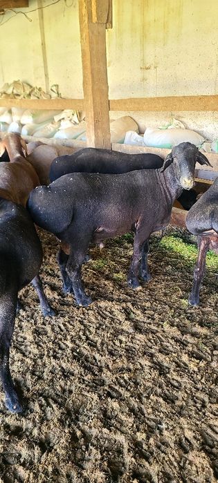 Halol boqilgan qoylar bor. Qo'chqorlar.