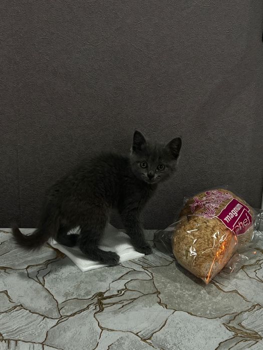 Продается 2мес шатландский кошка