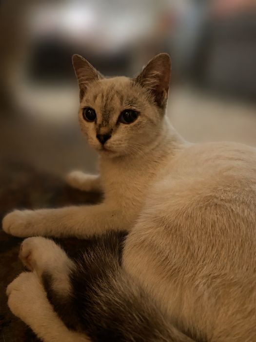 котенок , девочка