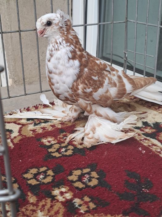 Голубка гульбадам молодая