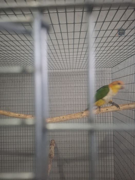 Caique cu cap portocaliu blând