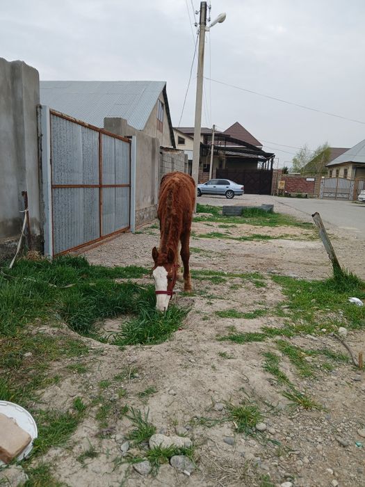 Тай мінгі жус айқы қолы сау