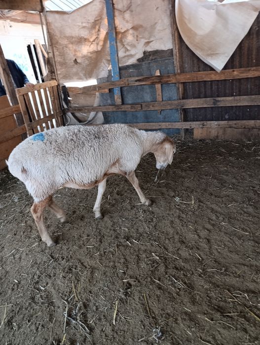 Продам бараны жирные. Кой сайтам