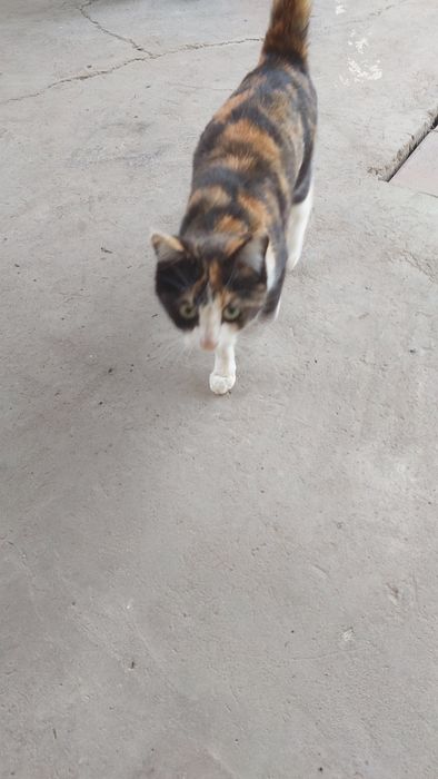 Бесплатно отдам котенка