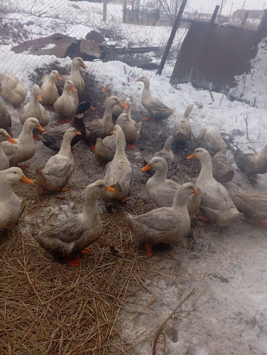 Продам уток молодых