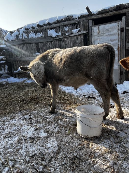 аулиеколь бука….