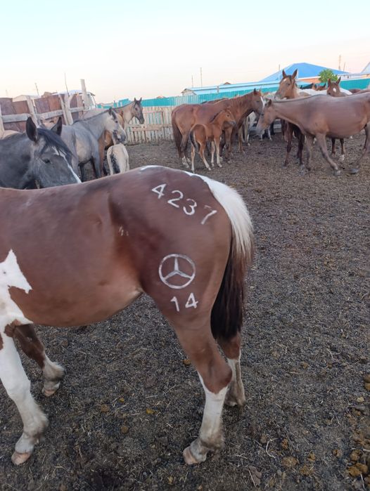 Азот тавро, азот танба