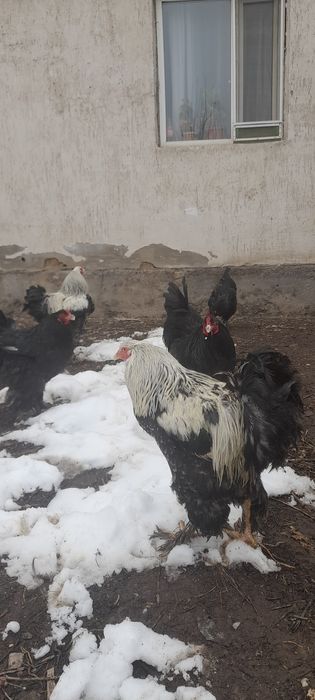 Продаём петушков брамы