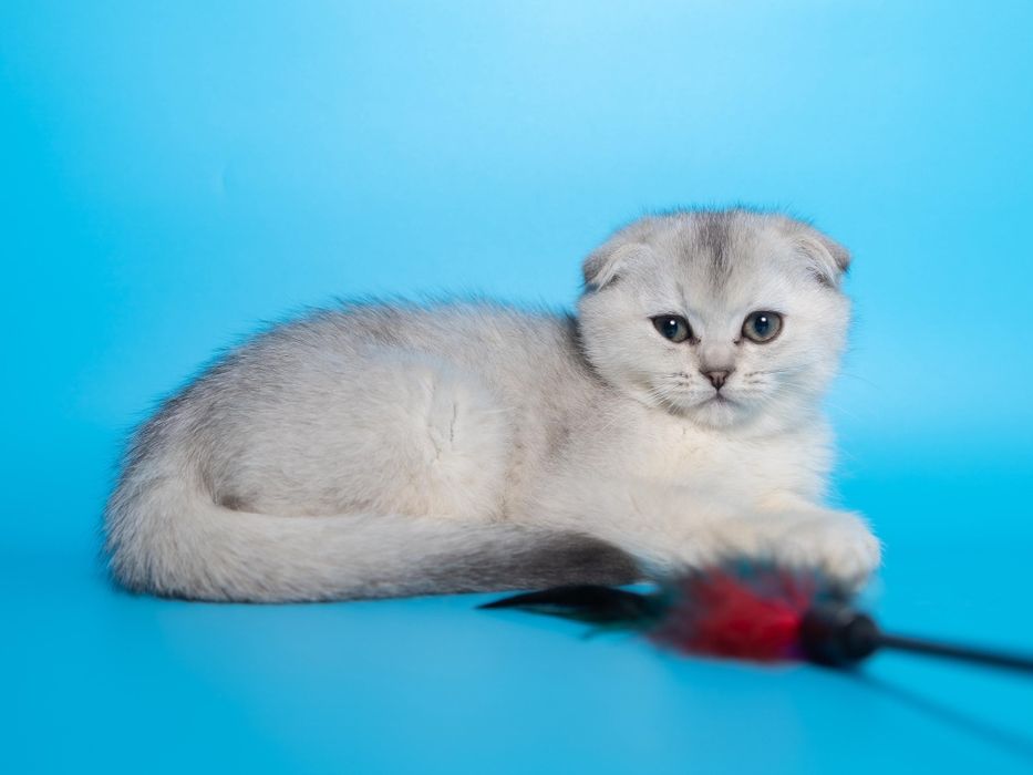 Серебро Шиншилла