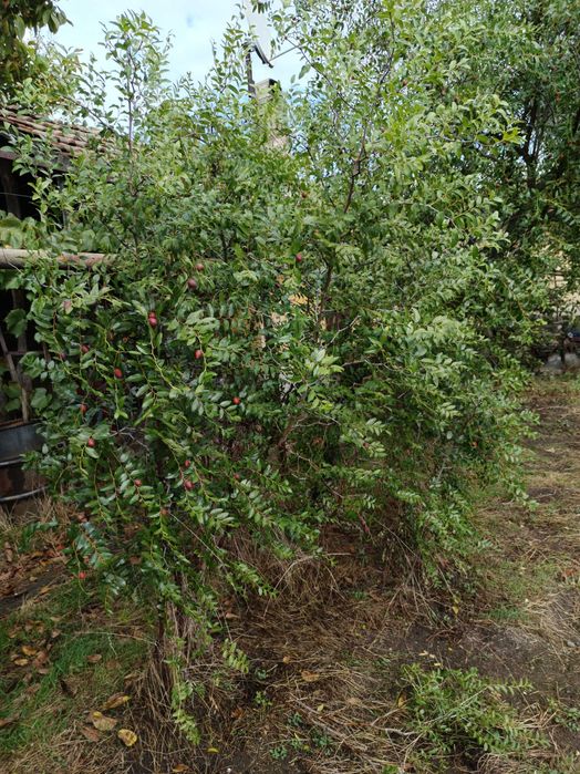 Хинап разсад овошки