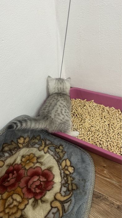 Прямоухо красивый мальчик