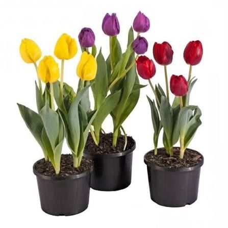 тюльпаны на 8 марта!