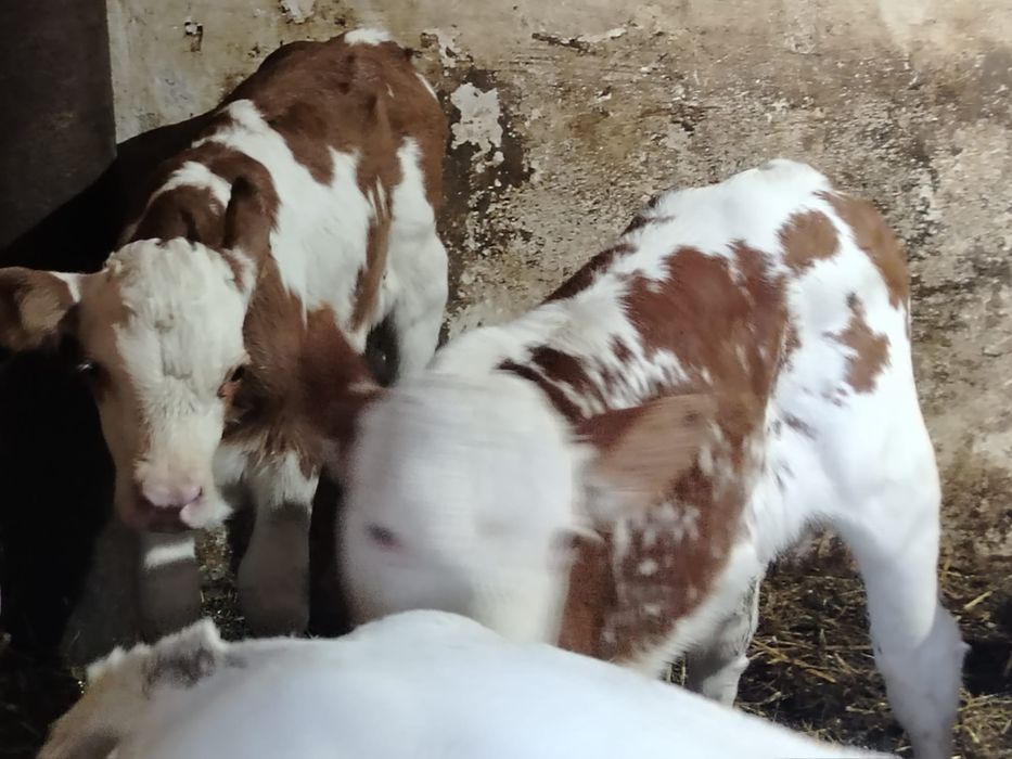 Tăurași și vitele belgieni și baltati