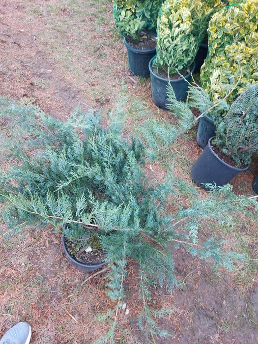 Vindem plante de gradina tuia la ghiveci