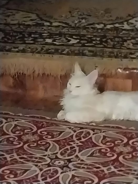 Котёнок Мейн-кун