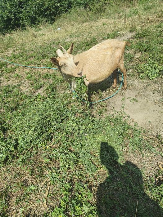 Vând capre cuminți bune de lapte