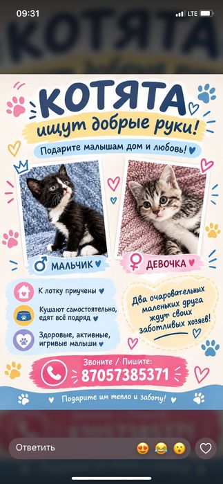 Отдам котят, в добрые руки
