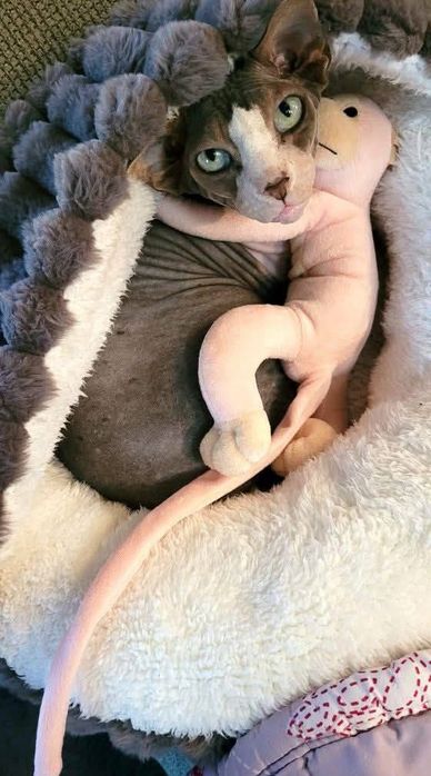 Juda ham chiroyli va aqilli mushuk