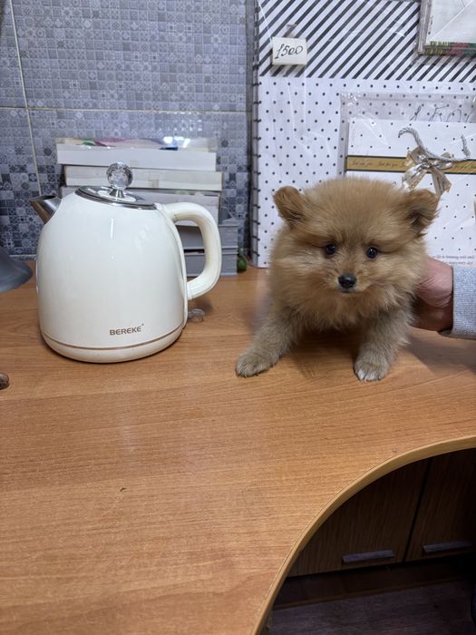 Мальчик шпиц два месяца