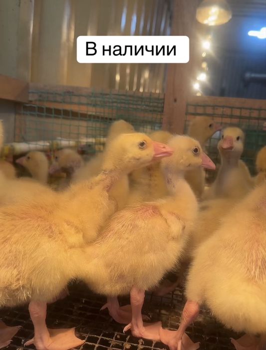Птица в ассортименте