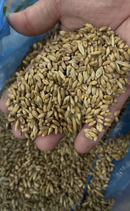 Продам ПШЕНИЦУ БИДАЙ 4 класс