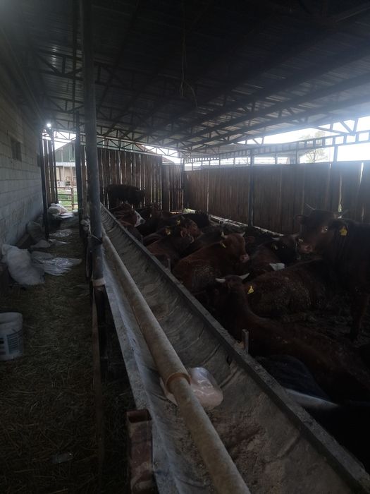 Продам быков подсосы