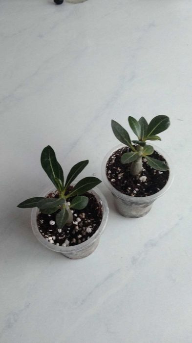 Мурайя , драцена компакта, филодендрон Биркин и саженцы адениума