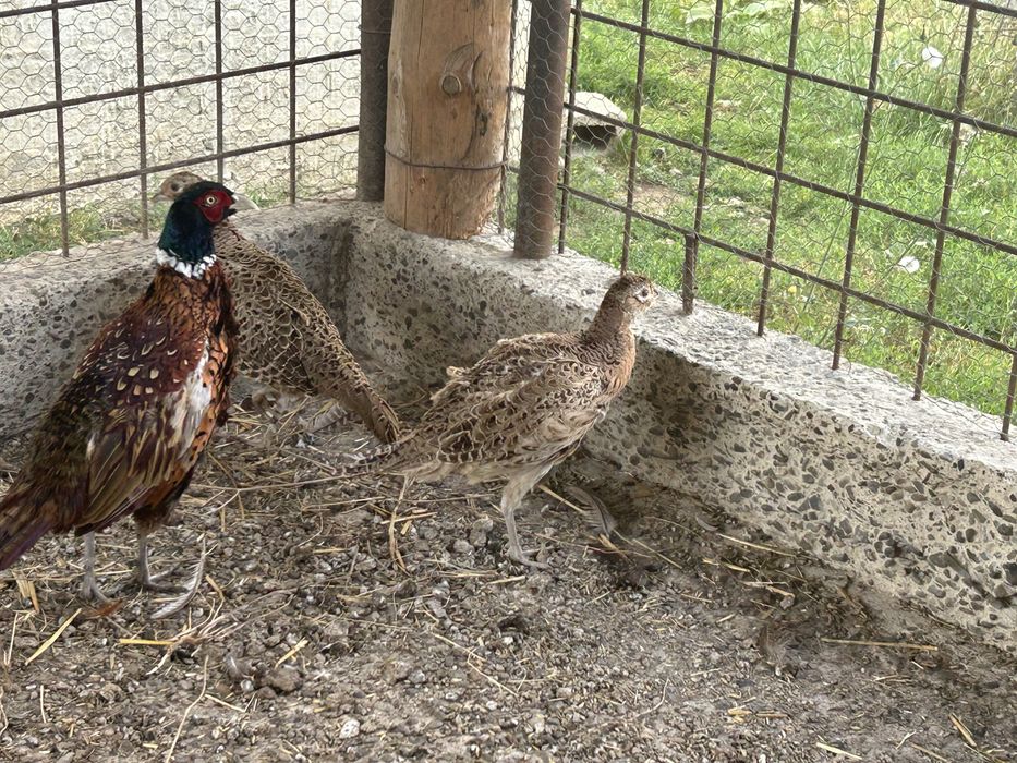 Fazani culuare comuna