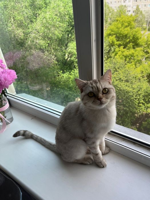 Отдам кошку в добрые руки