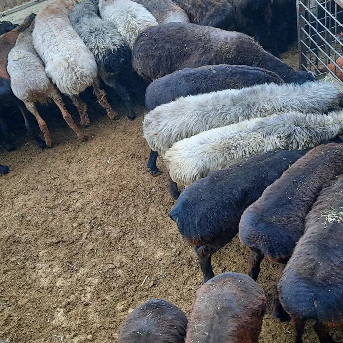 май семиз токты тусак кой кошкар