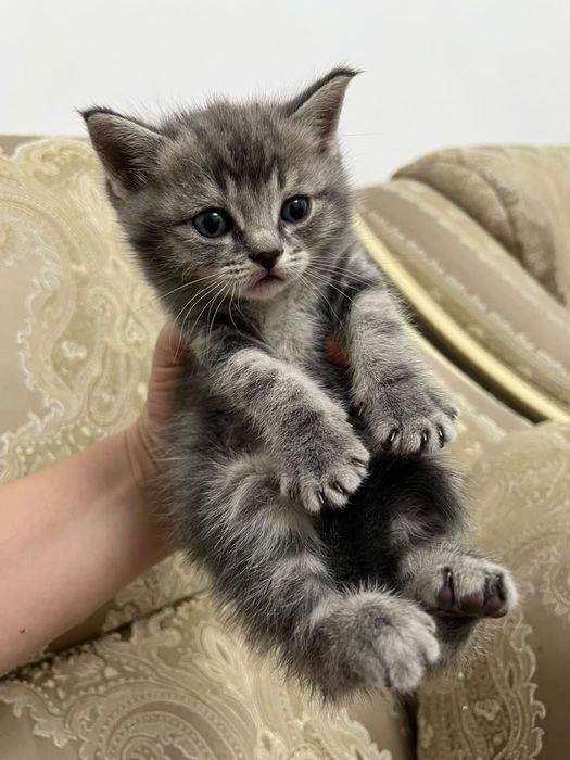 Отдам котят в хорошие руки