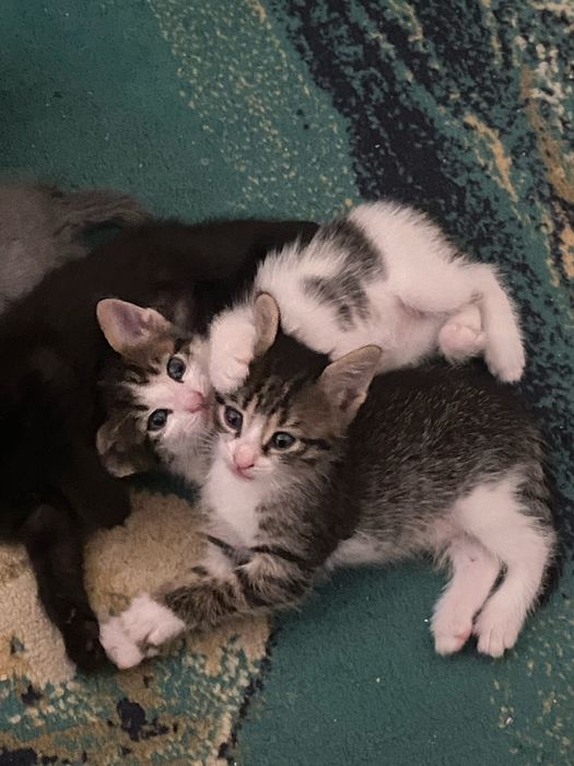 3 девочки, 2 мальчики , котенки