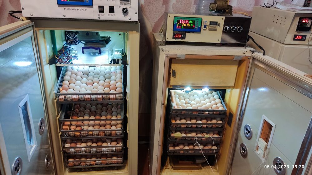 Инкубатор хизмати