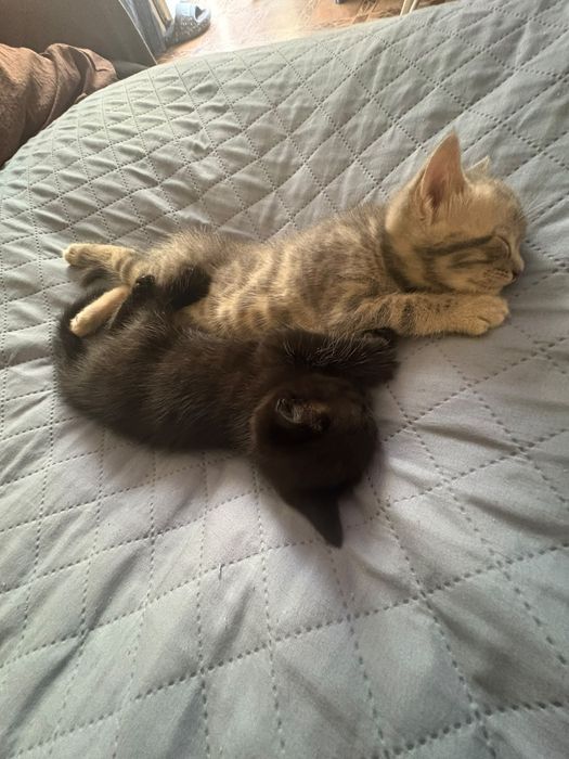 Продам котят котик и кошечка