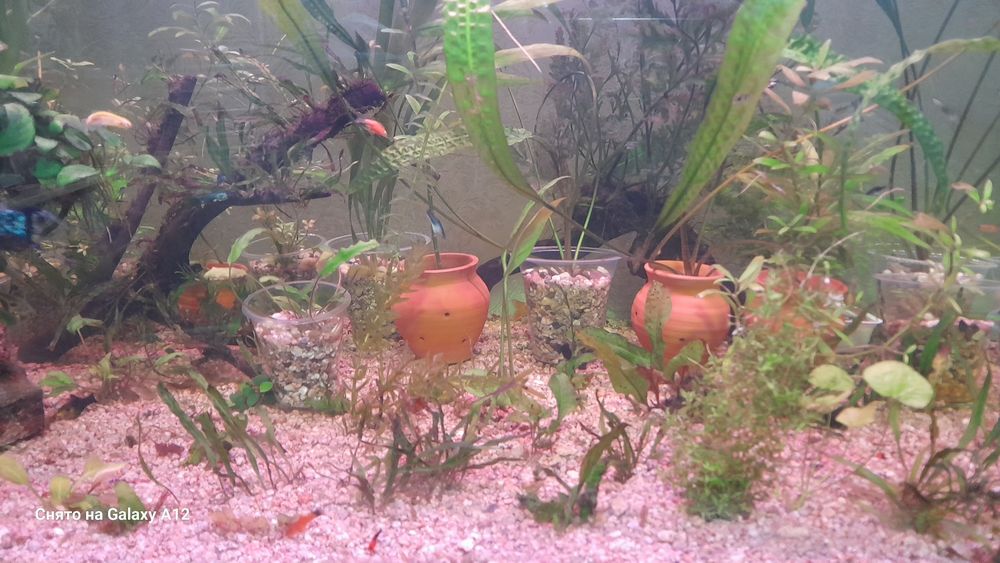 Аквариум отлари сотилади.