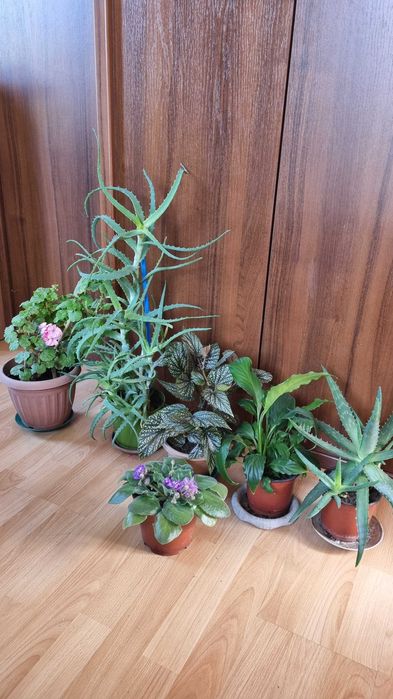 Комнатные цветы, разные