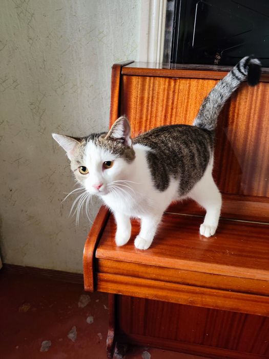 Отдам в добрые руки