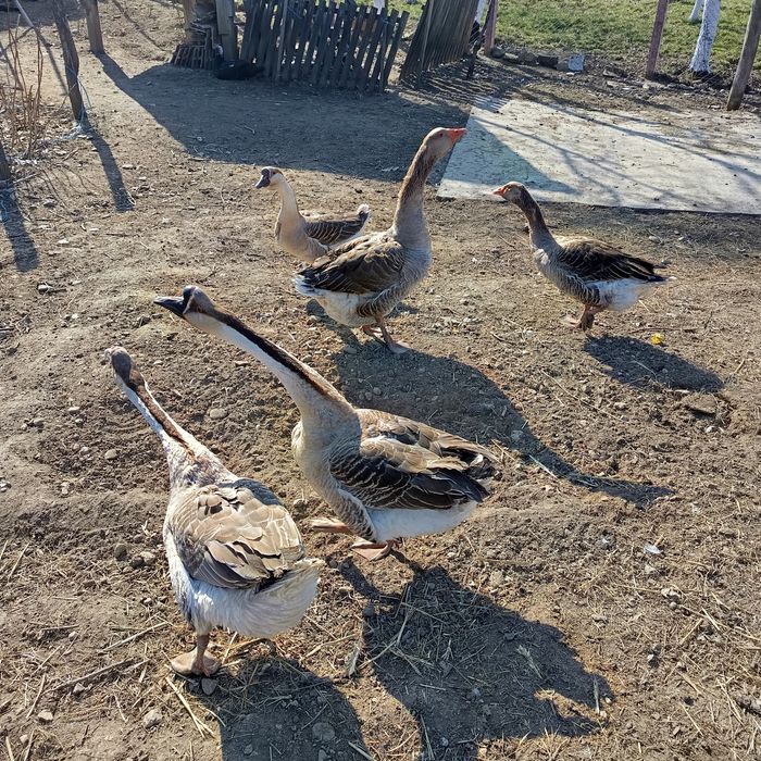 Vând gâște și ouă pentru incubat