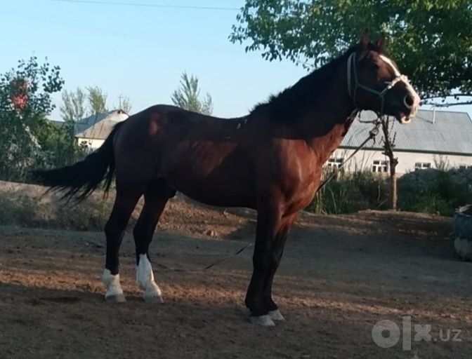 Улокчи от сотилади, 6 ёш, буйи 173 см, нархи 12500 $