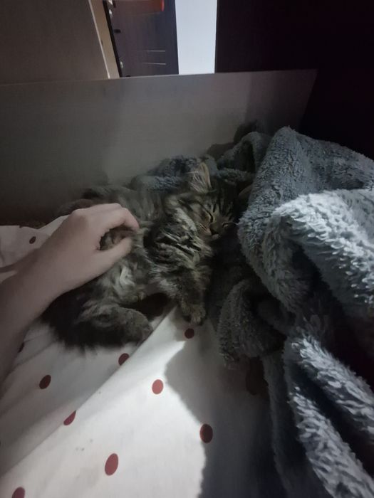 2котенка девочек мальенкие