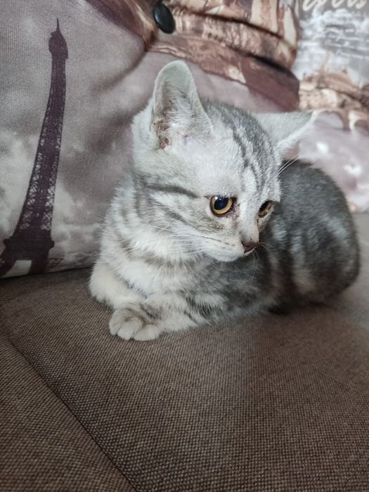 Котенок ищет семью и дом