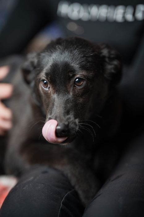 Щенки мальчики и девочки