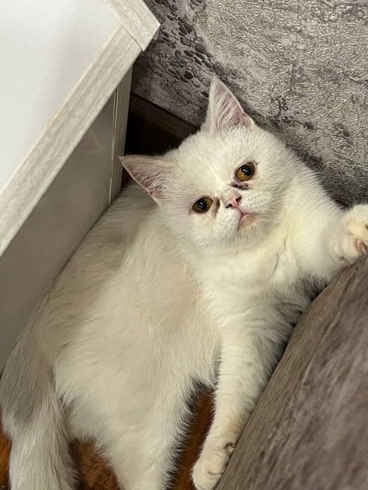 Мушук сотилади !