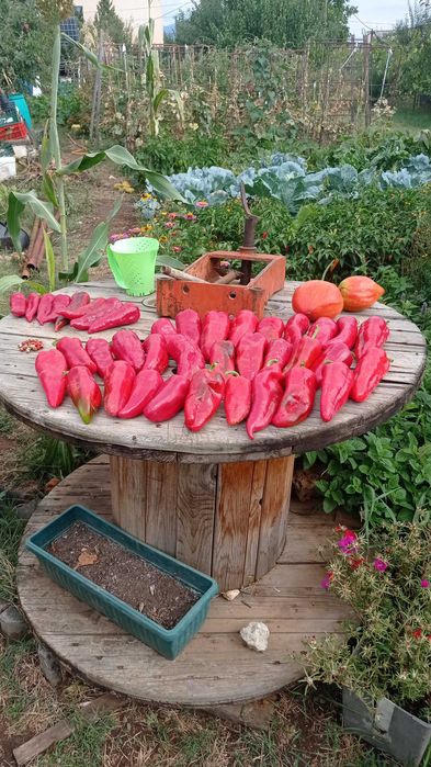 Стари сортове семена