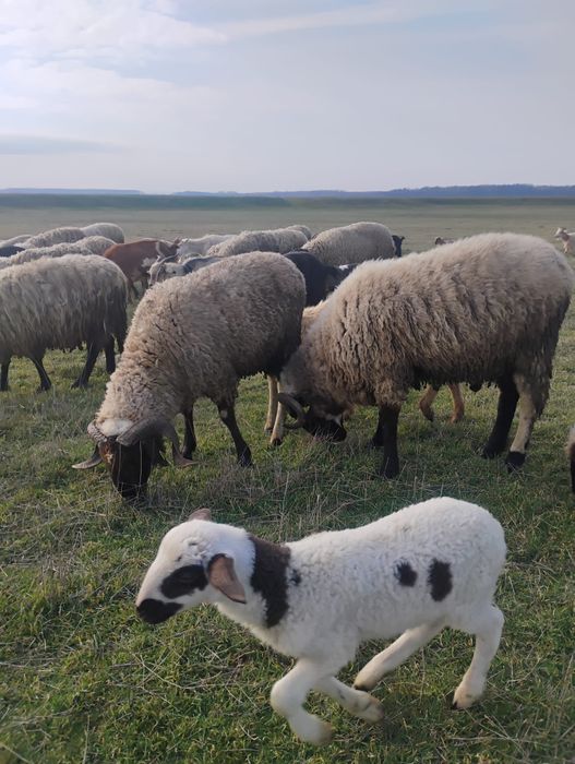 Vand berbeci  carabasi