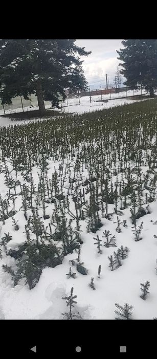 Puieti molid brad larice pin se oferă factura certificat proveniență p