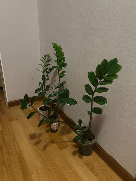 Замиакулькас, денежное дерево